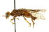  ( - CNCHYM 02093)  @11 [ ] CreativeCommons - Attribution (2011) CNC/CBG Photography Group Centre for Biodiversity Genomics