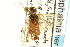  (Cephalcia semidea - CNCHYM 02094)  @14 [ ] CreativeCommons - Attribution (2011) CNC/CBG Photography Group Centre for Biodiversity Genomics