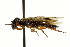  ( - CNCHYM 02101)  @11 [ ] CreativeCommons - Attribution (2011) CNC/CBG Photography Group Centre for Biodiversity Genomics