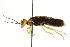  (Onycholyda amplecta - CNCHYM 02103)  @14 [ ] CreativeCommons - Attribution (2011) CNC/CBG Photography Group Centre for Biodiversity Genomics