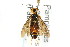  ( - CNCHYM 02104)  @14 [ ] CreativeCommons - Attribution (2011) CNC/CBG Photography Group Centre for Biodiversity Genomics