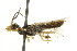  (Pamphilius amplectus - CNCHYM 02105)  @11 [ ] CreativeCommons - Attribution (2011) CNC/CBG Photography Group Centre for Biodiversity Genomics