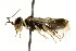  ( - CNCHYM 02106)  @11 [ ] CreativeCommons - Attribution (2011) CNC/CBG Photography Group Centre for Biodiversity Genomics