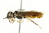  (Pamphilius luteicornis - CNCHYM 02108)  @11 [ ] CreativeCommons - Attribution (2011) CNC/CBG Photography Group Centre for Biodiversity Genomics