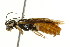  ( - CNCHYM 02111)  @11 [ ] CreativeCommons - Attribution (2011) CNC/CBG Photography Group Centre for Biodiversity Genomics