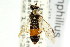  ( - CNCHYM 02116)  @13 [ ] CreativeCommons - Attribution (2011) CNC/CBG Photography Group Centre for Biodiversity Genomics