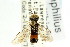  ( - CNCHYM 02117)  @13 [ ] CreativeCommons - Attribution (2011) CNC/CBG Photography Group Centre for Biodiversity Genomics