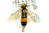  ( - CNCHYM 02118)  @14 [ ] CreativeCommons - Attribution (2011) CNC/CBG Photography Group Centre for Biodiversity Genomics