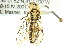  ( - CNCHYM 02120)  @11 [ ] CreativeCommons - Attribution (2011) CNC/CBG Photography Group Centre for Biodiversity Genomics