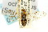  ( - CNCHYM 02121)  @11 [ ] CreativeCommons - Attribution (2011) CNC/CBG Photography Group Centre for Biodiversity Genomics