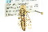  (Pamphilius ocreatus - CNCHYM 02123)  @11 [ ] CreativeCommons - Attribution (2011) CNC/CBG Photography Group Centre for Biodiversity Genomics