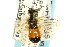  ( - CNCHYM 02128)  @11 [ ] CreativeCommons - Attribution (2011) CNC/CBG Photography Group Centre for Biodiversity Genomics