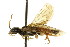  (Pamphilius pacificus - CNCHYM 02129)  @13 [ ] CreativeCommons - Attribution (2011) CNC/CBG Photography Group Centre for Biodiversity Genomics