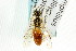  ( - CNCHYM 02130)  @11 [ ] CreativeCommons - Attribution (2011) CNC/CBG Photography Group Centre for Biodiversity Genomics