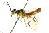  (Pamphilius pallimacula - CNCHYM 02131)  @12 [ ] CreativeCommons - Attribution (2011) CNC/CBG Photography Group Centre for Biodiversity Genomics