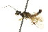  ( - CNCHYM 02137)  @13 [ ] CreativeCommons - Attribution (2011) CNC/CBG Photography Group Centre for Biodiversity Genomics