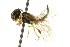  ( - CNCHYM 02138)  @12 [ ] CreativeCommons - Attribution (2011) CNC/CBG Photography Group Centre for Biodiversity Genomics