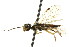  (Onycholyda - CNCHYM 02139)  @14 [ ] CreativeCommons - Attribution (2011) CNC/CBG Photography Group Centre for Biodiversity Genomics