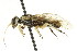  ( - CNCHYM 02143)  @11 [ ] CreativeCommons - Attribution (2011) CNC/CBG Photography Group Centre for Biodiversity Genomics