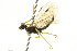 ( - CNCHYM 02144)  @13 [ ] CreativeCommons - Attribution (2011) CNC/CBG Photography Group Centre for Biodiversity Genomics