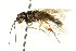  ( - CNCHYM 02151)  @11 [ ] CreativeCommons - Attribution (2011) CNC/CBG Photography Group Centre for Biodiversity Genomics