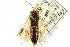  ( - CNCHYM 02152)  @13 [ ] CreativeCommons - Attribution (2011) CNC/CBG Photography Group Centre for Biodiversity Genomics