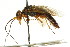  ( - CNCHYM 02153)  @13 [ ] CreativeCommons - Attribution (2011) CNC/CBG Photography Group Centre for Biodiversity Genomics