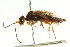  ( - CNCHYM 02155)  @14 [ ] CreativeCommons - Attribution (2011) CNC/CBG Photography Group Centre for Biodiversity Genomics