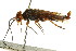  (Cephalcia fulviceps - CNCHYM 02159)  @14 [ ] CreativeCommons - Attribution (2011) CNC/CBG Photography Group Centre for Biodiversity Genomics