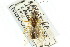  ( - CNCHYM 02160)  @11 [ ] CreativeCommons - Attribution (2011) CNC/CBG Photography Group Centre for Biodiversity Genomics