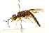  (Cephalcia distincta - CNCHYM 02161)  @13 [ ] CreativeCommons - Attribution (2011) CNC/CBG Photography Group Centre for Biodiversity Genomics