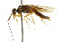  ( - CNCHYM 02163)  @11 [ ] CreativeCommons - Attribution (2011) CNC/CBG Photography Group Centre for Biodiversity Genomics
