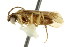  ( - CNCHYM 02178)  @11 [ ] CreativeCommons - Attribution (2011) CNC/CBG Photography Group Centre for Biodiversity Genomics