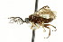  ( - CNCHYM 02192)  @11 [ ] CreativeCommons - Attribution (2011) CNC/CBG Photography Group Centre for Biodiversity Genomics