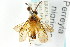  ( - CNCHYM 02199)  @14 [ ] CreativeCommons - Attribution (2011) CNC/CBG Photography Group Centre for Biodiversity Genomics