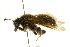  ( - CNCHYM 02393)  @13 [ ] CreativeCommons - Attribution (2011) CNC/CBG Photography Group Centre for Biodiversity Genomics