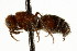  (Timulla dubitatiformis - CNCHYM 03501)  @11 [ ] CreativeCommons - Attribution (2011) CNC/CBG Photography Group Centre for Biodiversity Genomics
