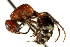  (Timulla vagans - CNCHYM 03502)  @11 [ ] CreativeCommons - Attribution (2011) CNC/CBG Photography Group Centre for Biodiversity Genomics