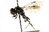  ( - CNCHYM 03510)  @14 [ ] CreativeCommons - Attribution (2011) CNC/CBG Photography Group Centre for Biodiversity Genomics