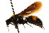  ( - CNCHYM 03517)  @11 [ ] CreativeCommons - Attribution (2011) CNC/CBG Photography Group Centre for Biodiversity Genomics