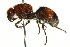  ( - CNCHYM 03519)  @11 [ ] CreativeCommons - Attribution (2011) CNC/CBG Photography Group Centre for Biodiversity Genomics