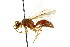  ( - CNCHYM 03546)  @11 [ ] CreativeCommons - Attribution (2011) CNC/CBG Photography Group Centre for Biodiversity Genomics