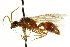 ( - CNCHYM 03548)  @11 [ ] CreativeCommons - Attribution (2011) CNC/CBG Photography Group Centre for Biodiversity Genomics