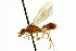  ( - CNCHYM 03550)  @11 [ ] CreativeCommons - Attribution (2011) CNC/CBG Photography Group Centre for Biodiversity Genomics