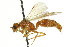  ( - CNCHYM 03553)  @11 [ ] CreativeCommons - Attribution (2011) CNC/CBG Photography Group Centre for Biodiversity Genomics