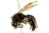  ( - CNCHYM 03557)  @11 [ ] CreativeCommons - Attribution (2011) CNC/CBG Photography Group Centre for Biodiversity Genomics