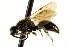  ( - CNCHYM 03558)  @11 [ ] CreativeCommons - Attribution (2011) CNC/CBG Photography Group Centre for Biodiversity Genomics