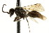 ( - CNCHYM 03559)  @11 [ ] CreativeCommons - Attribution (2011) CNC/CBG Photography Group Centre for Biodiversity Genomics