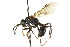  ( - CNCHYM 03576)  @11 [ ] CreativeCommons - Attribution (2011) CNC/CBG Photography Group Centre for Biodiversity Genomics