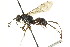  ( - CNCHYM 03577)  @11 [ ] CreativeCommons - Attribution (2011) CNC/CBG Photography Group Centre for Biodiversity Genomics